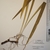Rhizomes and shoot in July in Essex County, Ontario
