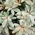 Rhodo yakushimanum