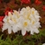 Exbury white flower cluster