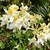 Clusters of pale yellow flowers with dark yellow spot.