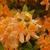 Rhododendron Knaphill Apricot hybrid