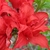 Knaphill Homebush flower close-up