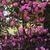 PJM Rhododendron Weston's Pink Diamond