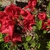 'Roblez' - Azalea Autumn Fire