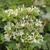 Rhododendron Viscosum