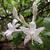 Rhododendron viscosum