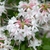 Abundance of flowers that have a lemon scent.