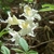 Flowers and leaves.