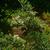 Rhododendron arborescens