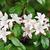 Rhododendron arborescens