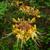 Rhododendron austrinum