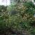 Rhododendron austrinum
