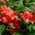 Rhododendron calendulaceum