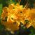 Rhododendron calendulaceum