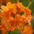 Rhododendron calendulaceum
