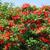 Rhododendron calendulaceum