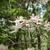 Light pink funnel shaped flowers with showy stamens.