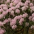 Clusters of showy flowers appear in the spring.