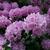 Rhododendron catawbiense