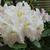 Rhododendron catawbiense