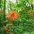 Rhododendron flammeum