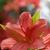 Rhododendron kaempferi