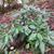  Rhododendron maximum