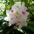 Rhododendron maximum