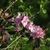 Flowers, stems, and leaves.