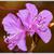 Rhododendron mucronulatum