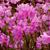 Rhododendron mucronulatum