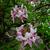 Rhododendron periclymenoides