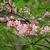 Rhododendron periclymenoides