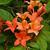 Rhododendron prunifolium
