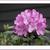 Rhododendron prinophyllum 'Eleagans'