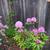 Rhododendron prinophyllum 'Eleagans'