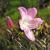 Rhododendron schlippenbachii