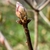 Yellow bud with red tips in spring