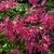 x-bakeri- 'Clyo-Redr' Azalea