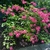 x-bakeri- 'Clyo-Redr' Azalea form (Wake)