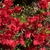 "Autumn Fire"  Flowers
