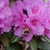 Pink cup-shaped flowers