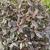 Leaves of the shrub