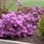 Form in bloom