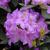 Rhododendron catawbiense 'Boursault' Flower