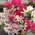 Azalea with more flowers than leaves. Most flowers white & pink