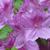 Rhododendron Glenn Dale hybrids