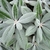Leafy branches; leaves with dusty pubescence over all surfaces