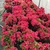 A row of small, potted plants covered with crimson flowers.