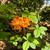 Rhododendron luteum